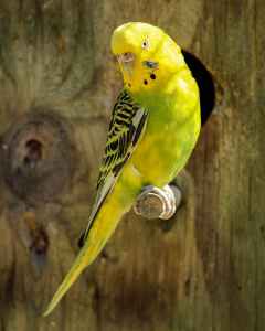 yellow and black parakeet
